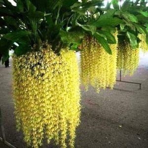 Hoa lan Thanh đạm Indo