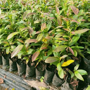 [HCM]combo 5 cây mai hương 5 cánh -cây giống -cao từ 10-15 cm