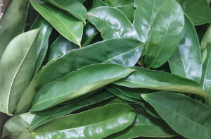 Fresh Organic Soursop Leaves Daun Durian Belanda Segar [EJS]