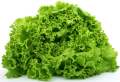 (370 SEEDS) - GREEN RAPID LETTUCE SEEDS/RAPID LG/FOR BEGGINERS VARIETY/EASY TO GROW. 