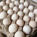 Telur Ayam Kampung Jawa Segar Tembean - Kualitas Terjamin dari Peternakan Berkualitas!. 