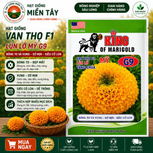 (Gói 50 hạt) Hạt Giống Hoa Vạn Thọ Mỹ KING SUTU G9 -Pro - lùn lỡ - vàng chùa - cổ lùn- bông to chắc- cổ mập