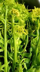 Daun Pakis Sayur & Pucuk Paku Pakis: Masakan Tradisional Sehat