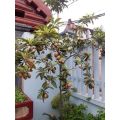 cây hồng xiêm,sapo ngọt. 