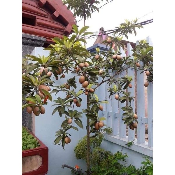 cây hồng xiêm,sapo ngọt