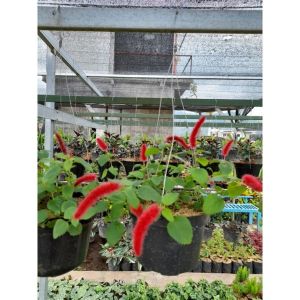 Chenille Plant / 红猫尾 / Pokok Ekor Kucing / बिल्ली की पूंछ पौधा (Singapore Cat Tail Plant) – Hanging Fuzzy Blooms Fast