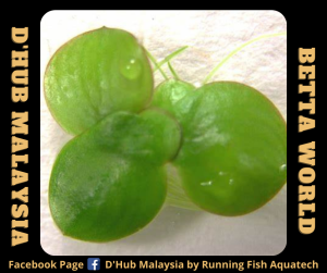 DHUB GIANT DUCKWEED | Floating Aquatic Plants plant