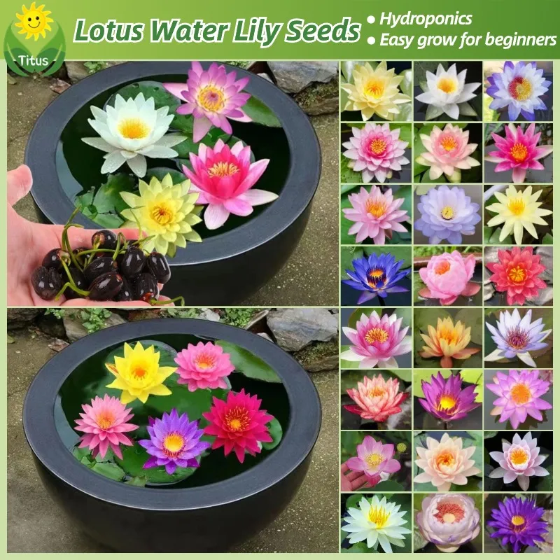 100% Legit Bonsai Lotus Water Lily Seeds Flower Seeds for Planting &  Gardening (20pcs- Mixed Color)