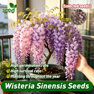 [Selected Seeds]100% Legit Bonsai Wisteria Sinensis Seeds (High Germination 10pcs) Mixed Color Wisteria Plants Seeds Wisteria Flower Seeds Hanging Flower Seeds for Gardening Bonsai Tree Live Plant Seeds Wisteria Live Plants for Sale Climbing Flower Plant