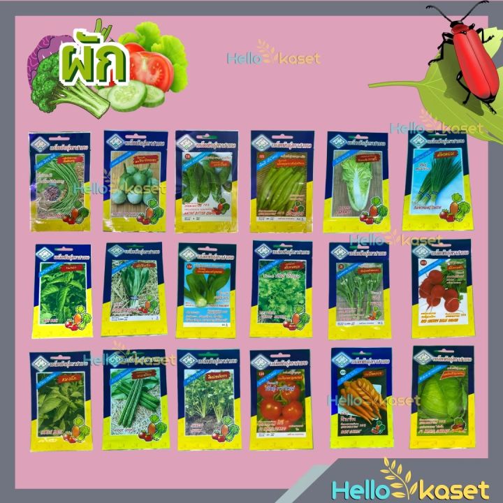 รวมสุดยอดเมล็ดพันธุ์ผักสวนครัว ปลูกง่าย โตไว อัปเดตปี 2025