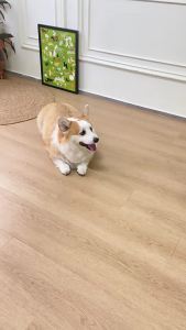 Dog Toy Electric Jumping BallSelf-Entertainment Artifact Sound Puppy Teething Durable Chew Teddy Corgi Dog