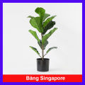 Cây Bàng Singapore - Cây cảnh sân vườn. 