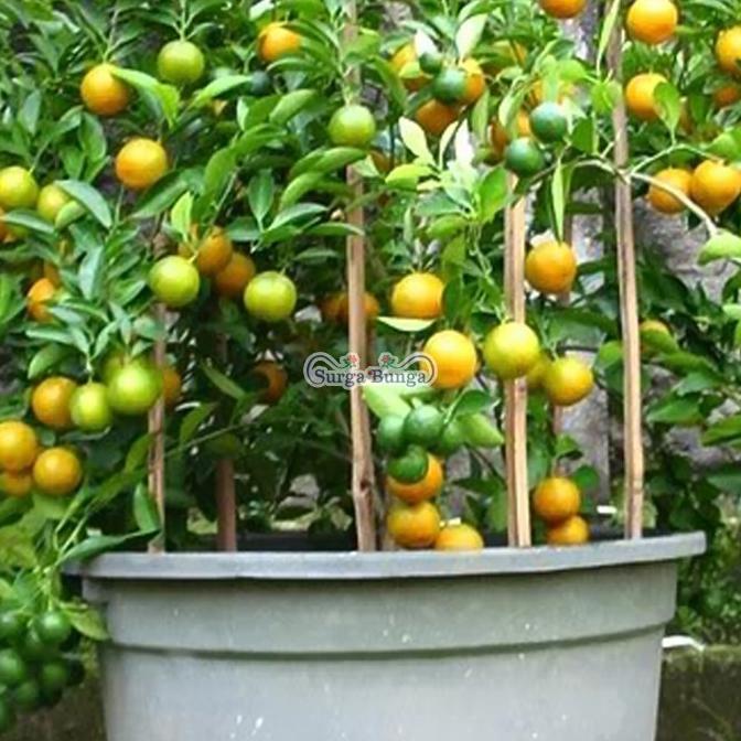 Burchakka ishqalanish