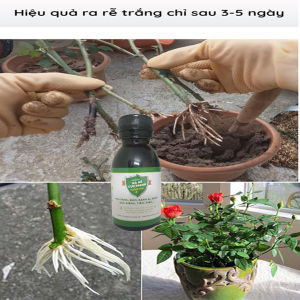 Chuyên ra rể cực mạnh thế hệ mới dùng cho mai vàng đào cây ăn quả Bonsai sản phẩm sinh học theo tiêu chuẩn hữu cơ