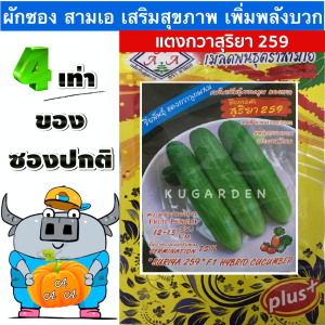 AAA 🇹🇭 ผักซอง 3A J003#แตงกวา สุริยา 259 ผักซองตั้ง ผักซองจัมโบ้ เมล็ดพันธุ์ผัก AAA สามเอ