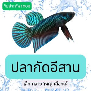 ปลากัดเก่ง เชื้อสายกัด25% ลูกผสมทีเด็ดของฟาร์ม ปลากัดมาใหม่ เนื้อหนังดี ฟันคม เลี้ยงบ่อดิน ปลาสด