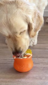 Pumpkin Plus Dog Supplement  Digestive & Gut Support  Firm Stool Diarrhea Relief  Natural Fiber Meal Topper