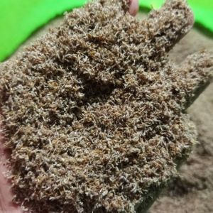 SUPER REAL Baby Shrimp 100 gr gram - Makanan Ikan Udang 100gr 100gram