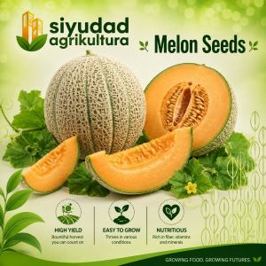 Repacked Melon Seeds | High Yield Sweet Melon Fruit Seeds for Home Garden Backyard Gardening & Farming | Easy to Plant and Grow | Fresh Vegetable & Fruit Seeds for Filipino Gardeners Beginners and Urban Growers
