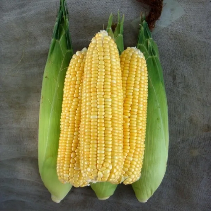 เมล็ดพันธุ์ข้าวโพดหวานซุปเปอร์สวีท ข้าวโพดเหลือง