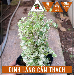 Cây Đinh Lăng Cẩm Thạch - Tổng thể tầm 20-30 cm - Phù hợp sân vườn công trình!