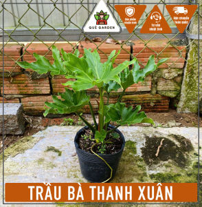 Cây Trầu Bà Thanh Xuân (Size nhỏ) - Tổng thể cao tầm 25-35 cm - Kiểng lá sang trọng!