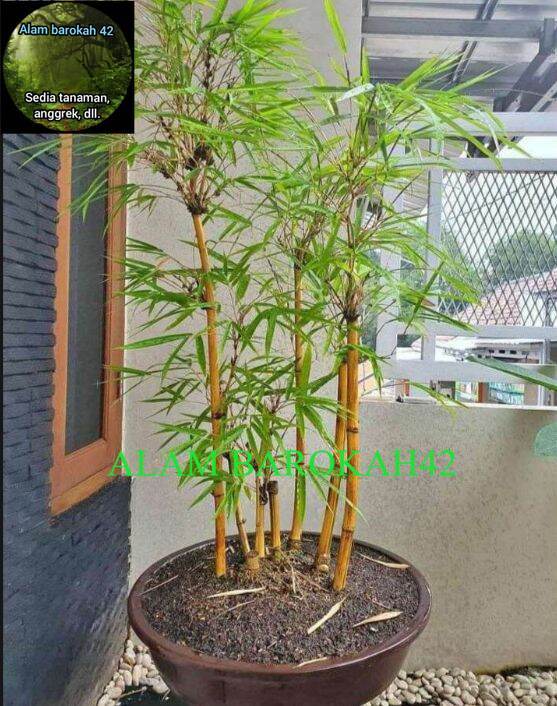 bibit bambu kuning bambu hiasan rumah bambu penangkal setan