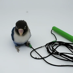 20 Feet Parrot Bird Leash Harness in the Leg Anti-bite Flying Training Rope for Cockatiels Parakeets Lovebirds Conures