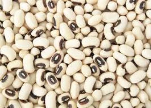 White Sitaw Seeds 250g / Long Bean Seeds / Puting Buto ng Sitaw | Lazada PH