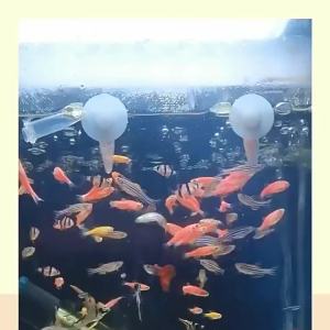 Baby Brine Shrimp Decapsulated 30-210g Fish Food For Betta Small Fish Bbs Artemia Small Tropical Fish Feed Betta Guppy Feed Fish Food Small Particle General Fish Feed