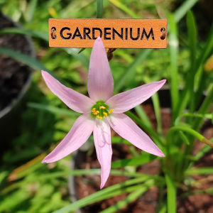 Umbi Bunga Rain Lily Panama Pink - Rainlily Zephyranthes Hybrid