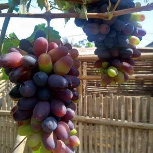 Bibit Anggur Baikonur Import Valid 100%