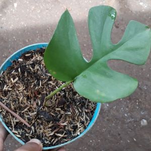 Rhaphidophora Tetrasperma / Tanaman Rhapidopora Tetra Sperma / Monstera Minima