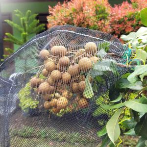 Pembungkus Buah 35x55 cm Isi 10 Lengkap Tali