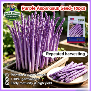 100% Legit High Germination 10pcs High Yield Purple Asparagus Seeds for Planting Vegetables Fresh F1 Asparagus Seeds Bonsai Asparagus Seedlings Balcony Asparagus Vegetables Seeds for Gardening Asparagus Live Plant Indoor and Outdoor Vegetable Planting
