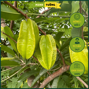 Cây Khế Chua - Cây Ăn Quả Trồng Sân Vườn