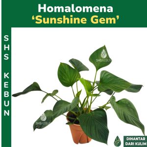 Homalomena Sunshine Gem Pokok Keladi Kemoyan Indoor Pokok Hidup SHS Kebun