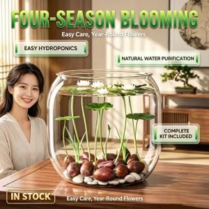 Four-Season Blooming Lotus Seeds Pack of 6-10 Easy Grow for Hydroponics & Soil