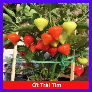 Cây ớt trái tim đang cho hoa cao 30-40cm - cây giao như video