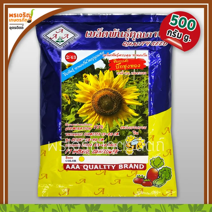 เมล็ดพันธุ์สามเอ ดอกทานตะวัน บิ๊กทุ่งทอง F1 ดอกใหญ่