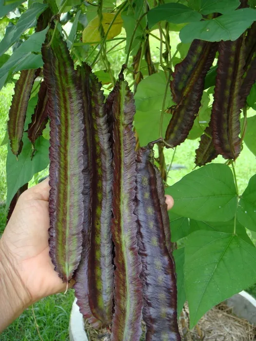 เมล็ดพันธุ์ ถั่วพูม่วง ปลูกง่าย โตเร็ว