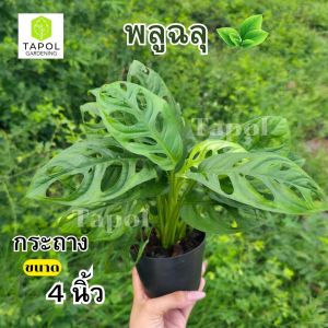 พลูฉลุ กระถาง 4 นิ้ว ต้นไม้ฟอกอากาศวางได้ทุกห้องเลี้ยงง่าย ปลูกได้ทั้งในน้ำและในกระถาง