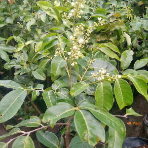 Bibit Kelengkeng Matalada Sudah Berbunga Hasil Okulasi Unggul