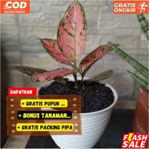 Aglonema Lady Valentine ASLI Cantik Banget