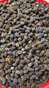 Say nhung rừng(say loại 1) cuối mùa quả to đều bột phấn không bị khô. Đã nhặt sạch lá và quả sâu 1kg