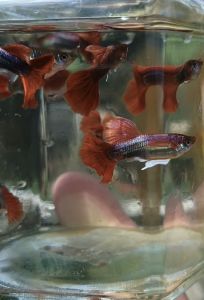 Ikan Hidup Akuarium Guppy Red Rose 1 pair / 3 pairs
