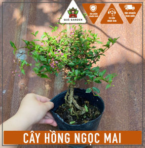 ây Hồng Ngọc Mai (Bonsai) - Cây Sơ ri kiểng - Size để bàn!