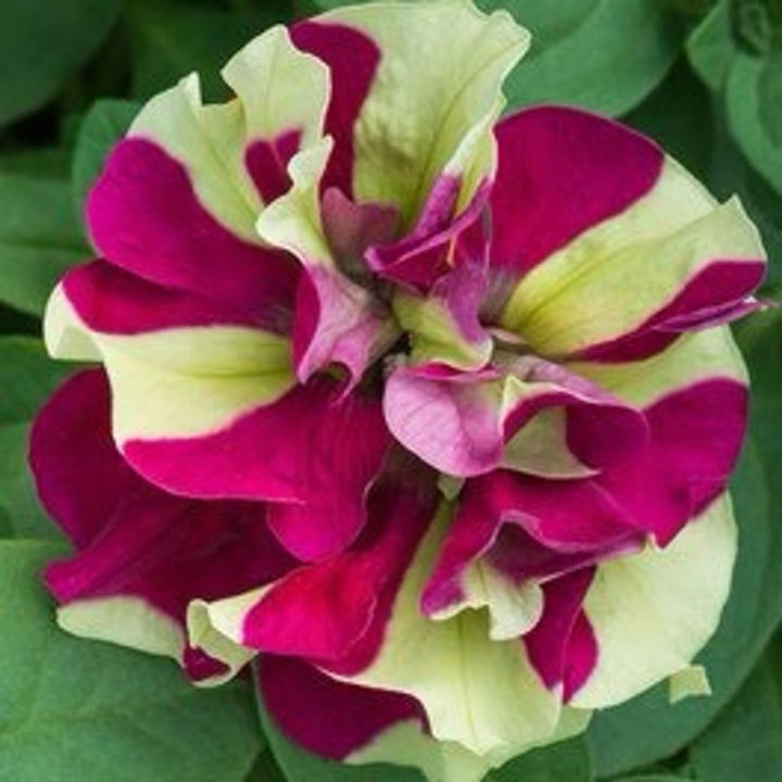Petunia (#194) main image 0