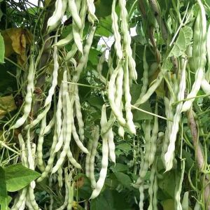 Benih Kacang Buncis Putih (12 Seeds)/浅绿色四季豆籽/九粒白豆角籽/White French Bean Seeds