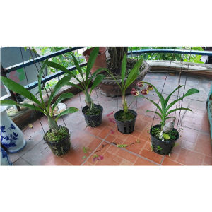 [HCM]CÂY LAN THIÊN NGA